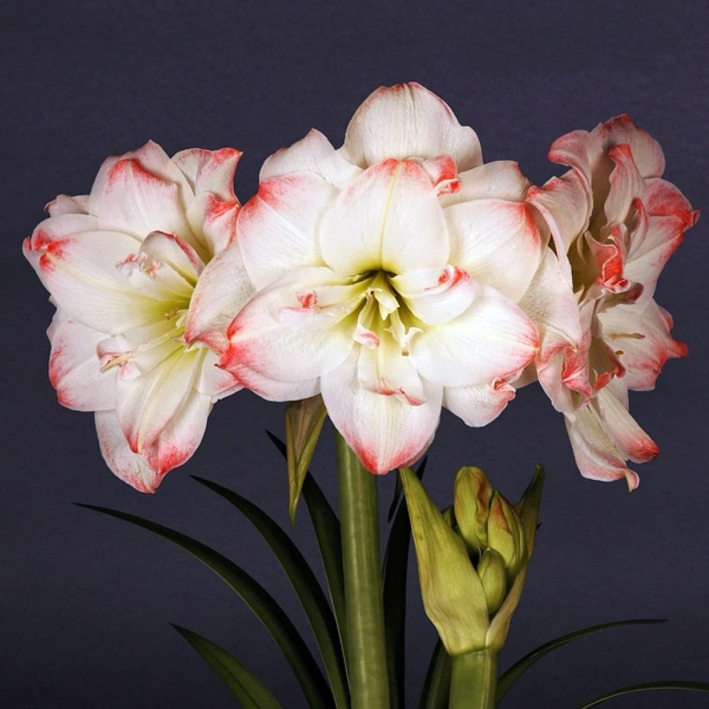 Amaryllis Amadeus Candy - Hippeastrum 1 Amaryllis Amadeus Candy - Hippeastrum