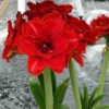Amaryllis Double Cherry Nymph