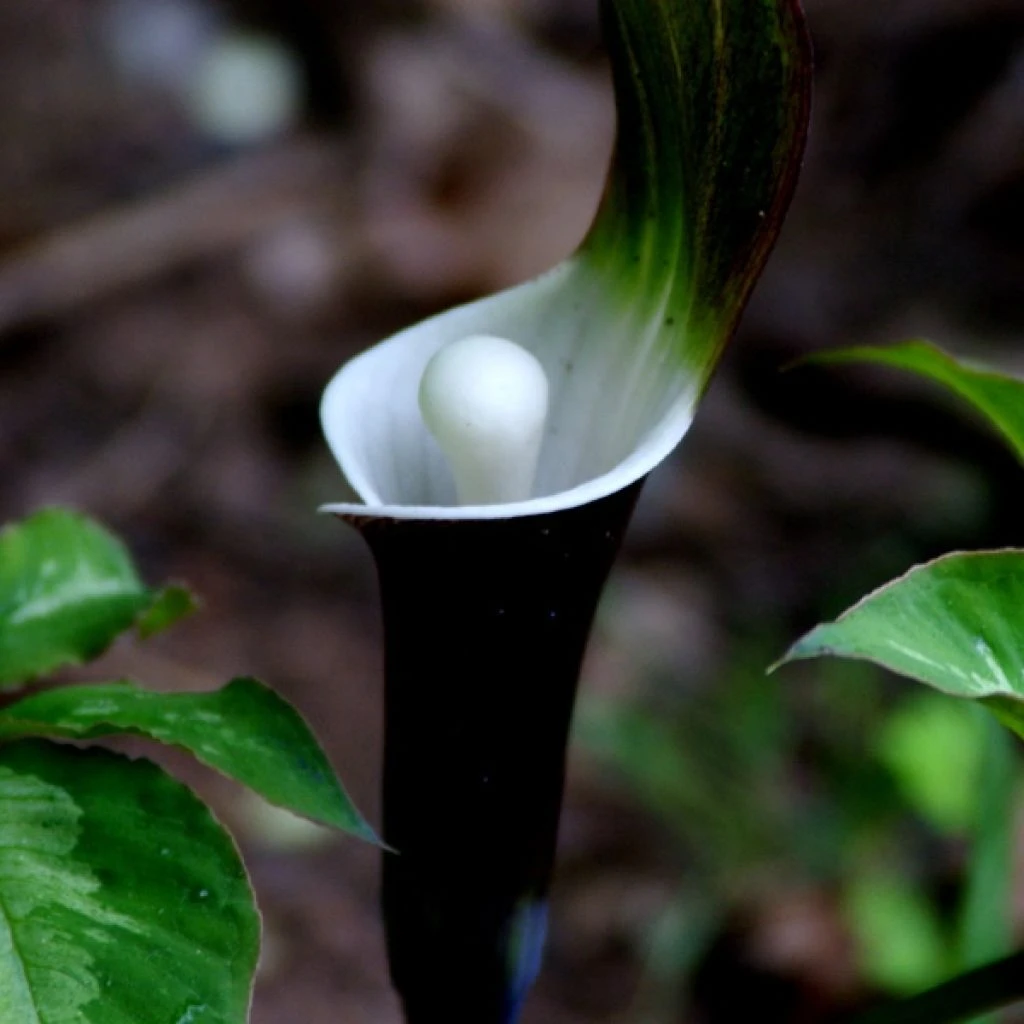 Arisaema Sikokianum 1 Arisaema Sikokianum