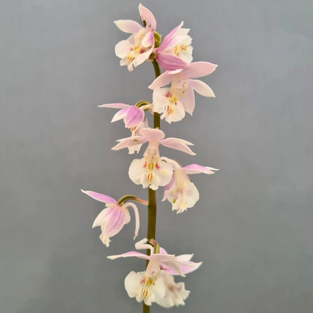 Calanthe Pink & Cream - Orchidée Vivace 1 Calanthe Pink & Cream - Orchidée Vivace