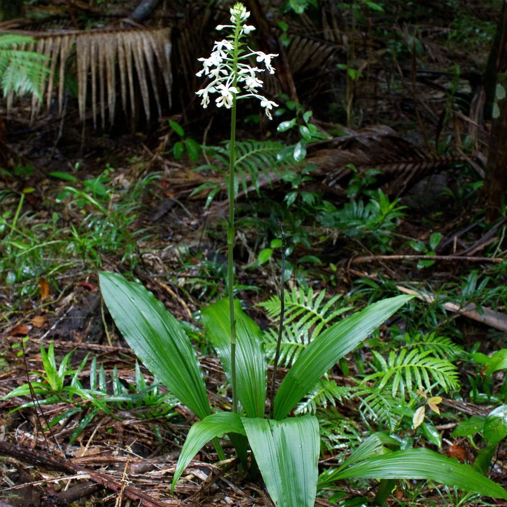 Calanthe Triplicata - Orchidée Vivace 1 Calanthe Triplicata - Orchidée Vivace