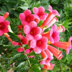 Campsis Radicans Flamenco - Bignone De Virginie