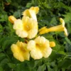 Campsis Radicans Yellow Trumpet (= Flava) - Bignone De Virginie