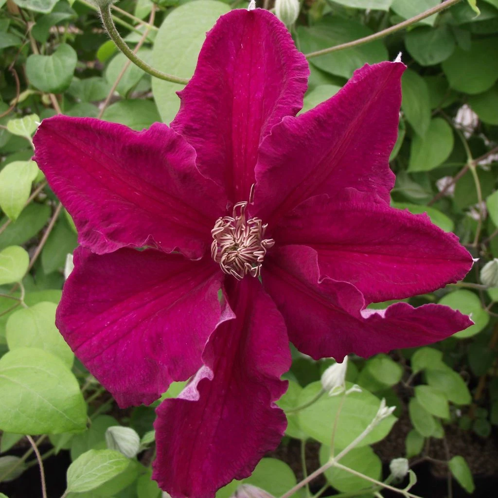 Clématite - Clematis Ernest Marckham 1 Clématite - Clematis Ernest Marckham