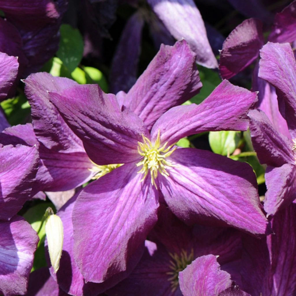 Clématite - Clematis Jackmanii Purpurea 1 Clématite - Clematis Jackmanii Purpurea
