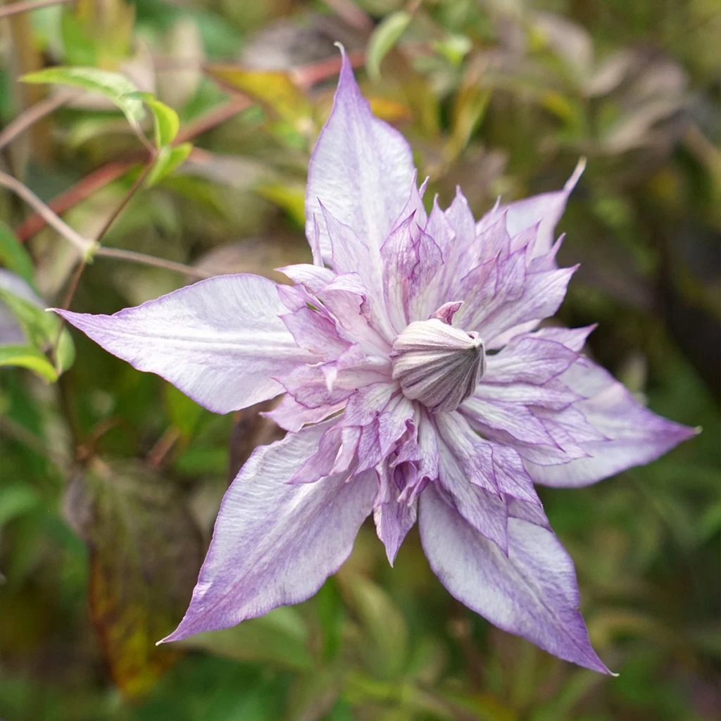 Clématite - Clematis Lady Kyoko 1 Clématite - Clematis Lady Kyoko