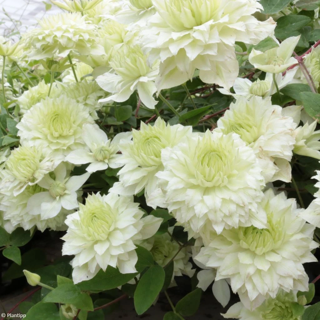 Clématite - Clematis Manju 1 Clématite - Clematis Manju