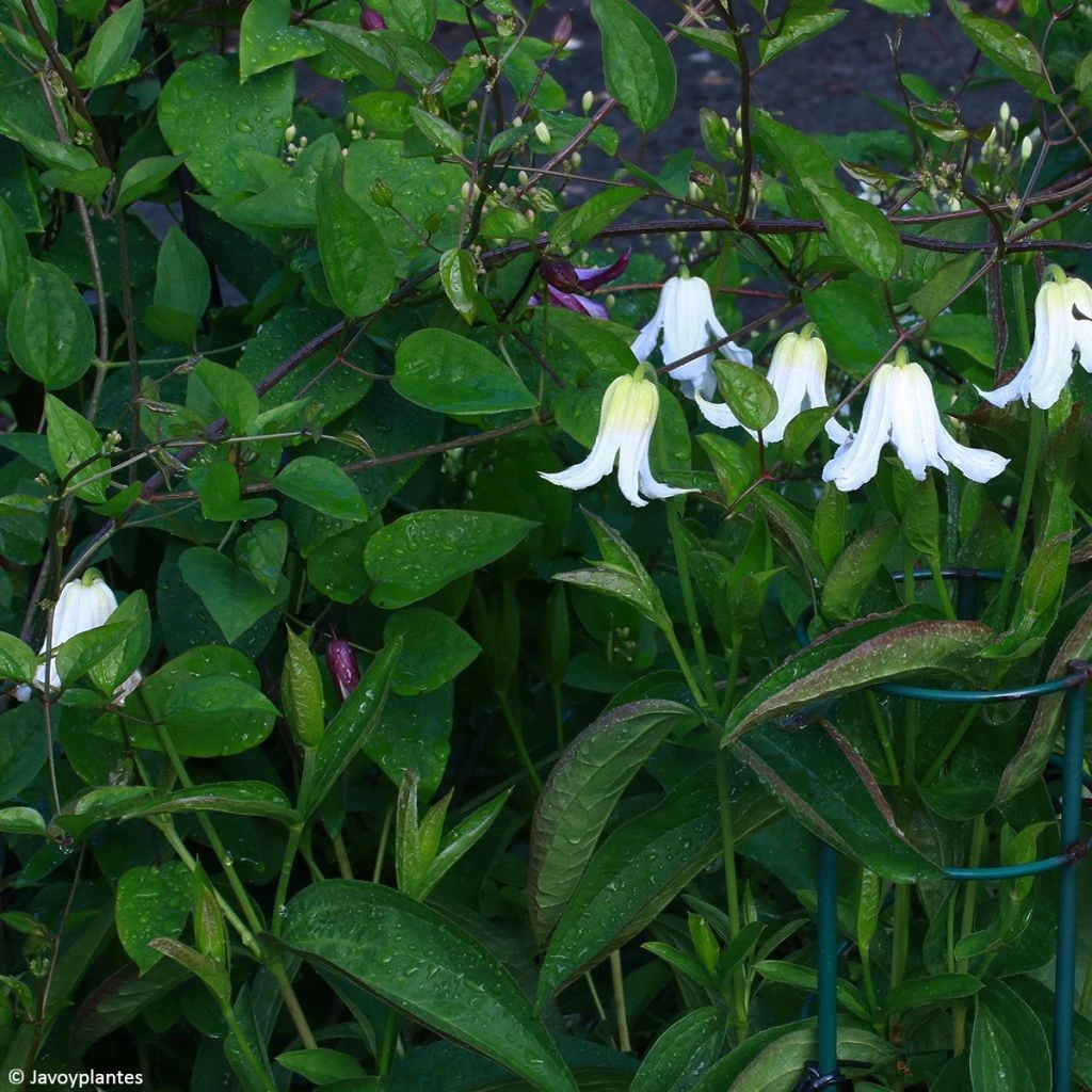 Clématite - Clematis Integrifolia Baby White 1 Clématite - Clematis Integrifolia Baby White