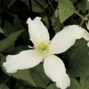 Clématite - Clematis Montana Wilsonii
