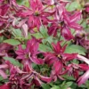 Clématite - Clematis Viticella Rosalyn
