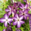 Clématite - Clematis Venosa Violacea