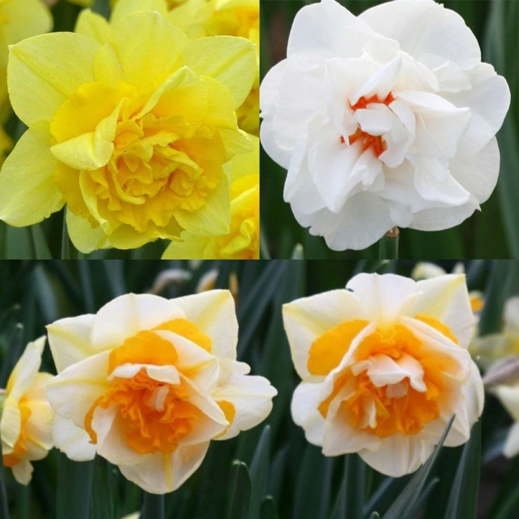 Collection Narcisses Doubles 1 Collection Narcisses Doubles