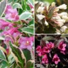 Collection Weigelas Pour Pots