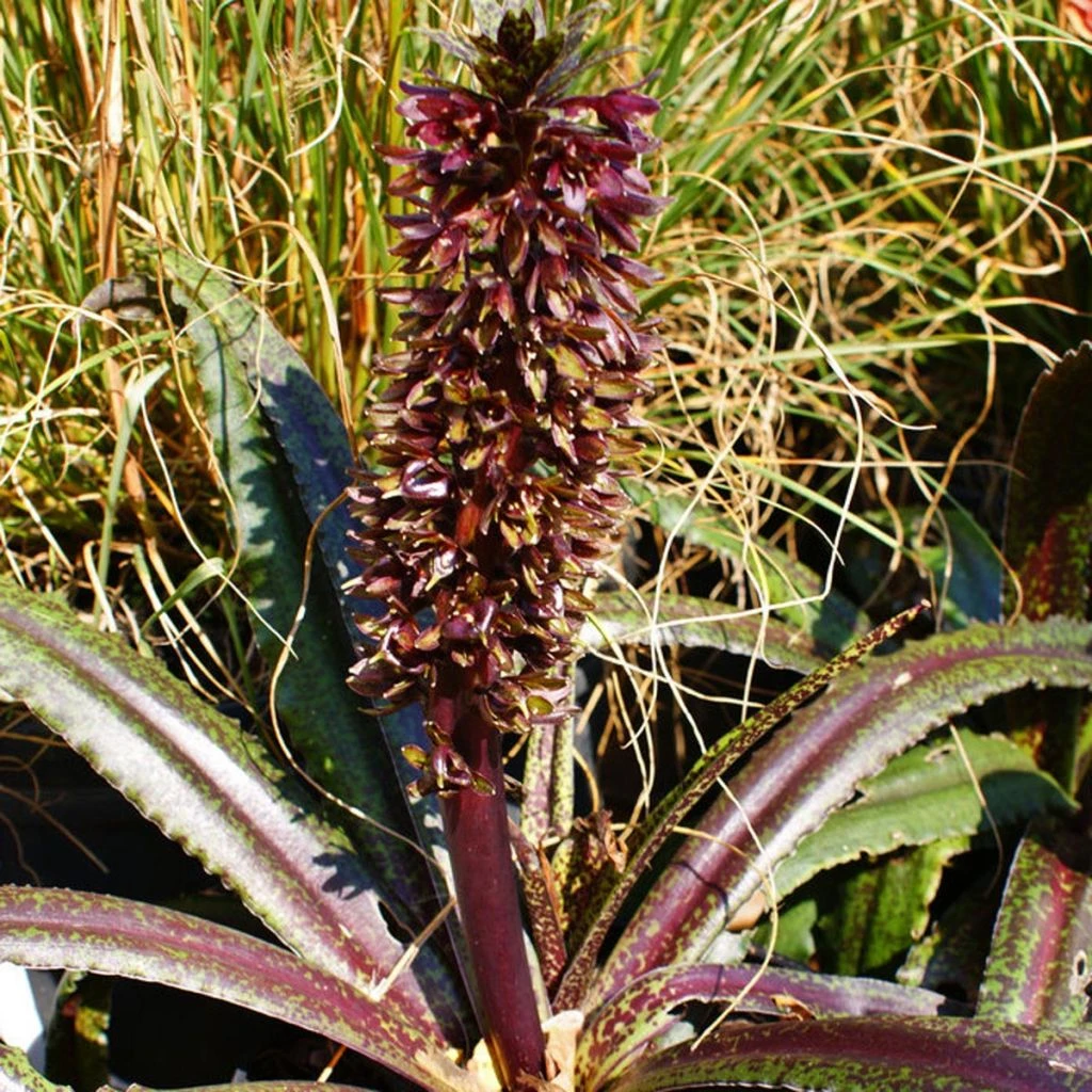 Eucomis Freckles - Eucomide Panachée 1 Eucomis Freckles - Eucomide Panachée