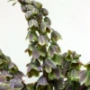 Fritillaria Persica Green Dreams - Fritillaire De Perse