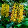 Hedychium Gardnerianum - Longose En Pot