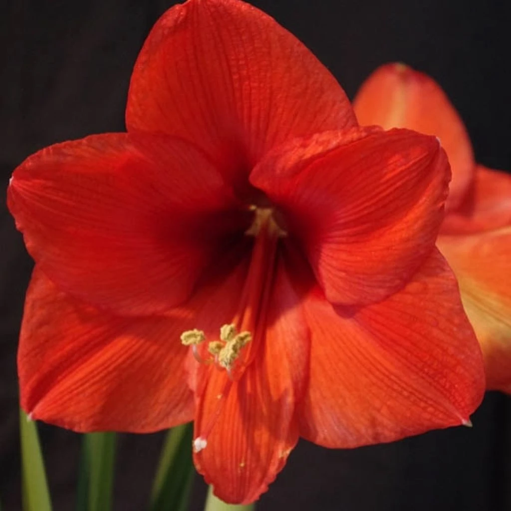 Amaryllis Orange Souvereign 1 Amaryllis Orange Souvereign