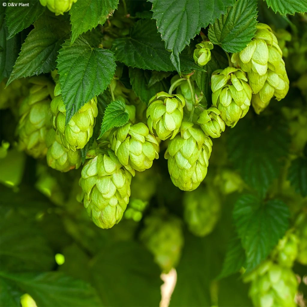 Houblon HOPS (Humulus) - Véritable Houblon De Brassage 1 Houblon HOPS (Humulus) - Véritable Houblon De Brassage