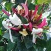 Chèvrefeuille - Lonicera Caprilia Impérial Cov