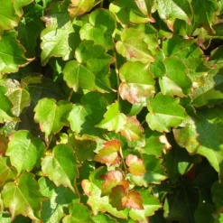 Vigne Vierge - Parthenocissus Tricuspidata Minutifolia