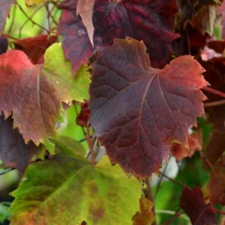 Vigne Vierge - Parthenocissus Tricuspidata Atropurpurea