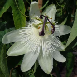 Passiflora Subpeltata - Fleur De La Passion