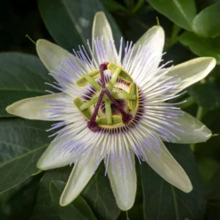 Passiflore, Fleur De La Passion - Passiflora Caerulea Clear Sky