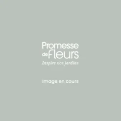 Glycine Japonaise Lawrence - Wisteria Floribunda