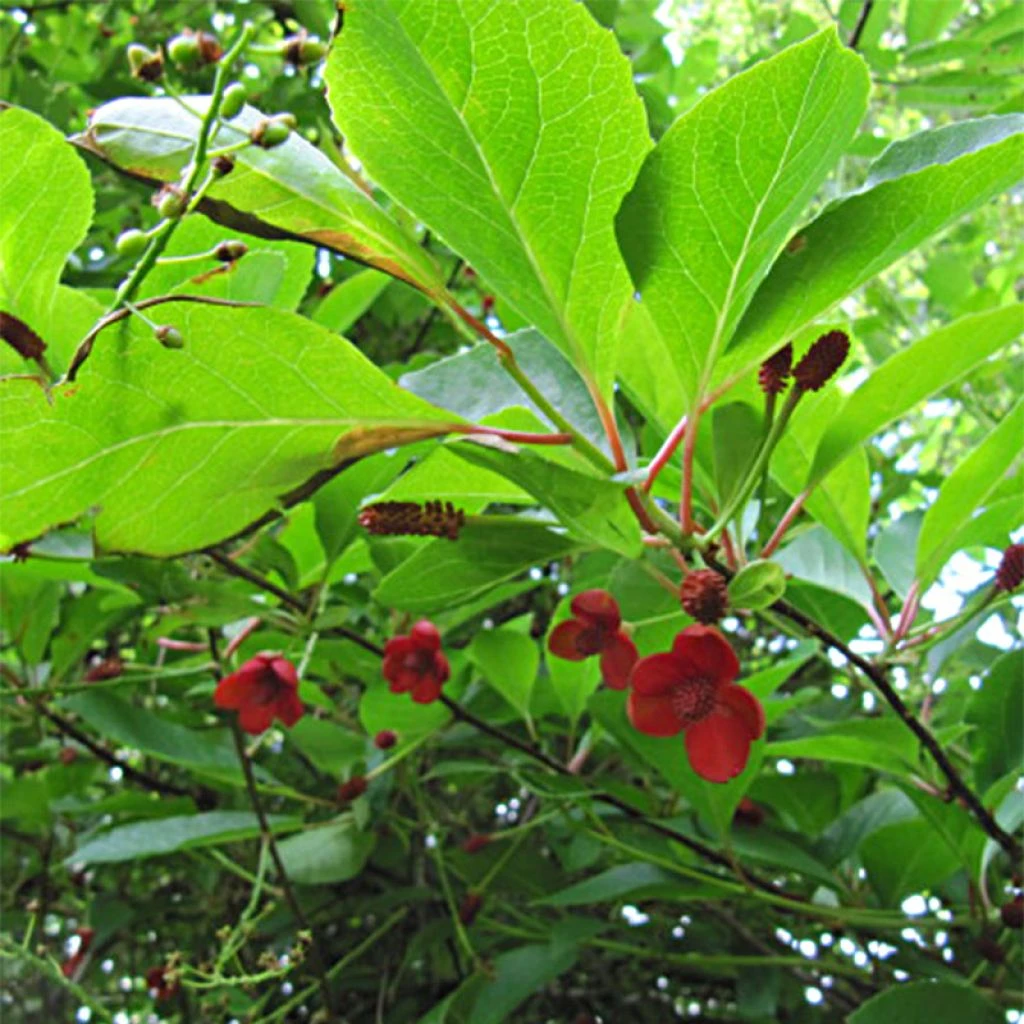 Schisandra Chinensis - Baie Aux 5 Saveurs 1 Schisandra Chinensis - Baie Aux 5 Saveurs