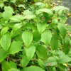 Schizophragma Corylifolium