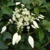 Schizophragma Hydrangeoides Windmills