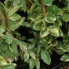 Trachelospermum Jasminoides Variegatum - Jasmin étoilé