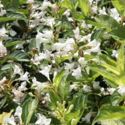 Weigela Milk And Honey