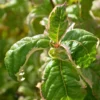 Weigela Florida Caricature - Weigélia