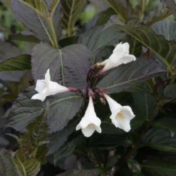 Weigela Florida Ebony And Ivory