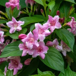Weigela Florida Korea