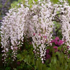 Glycine Japonaise - Wisteria Floribunda Lipstick