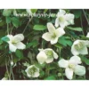 Clématite - Clematis Cirrhosa Beni Snassen