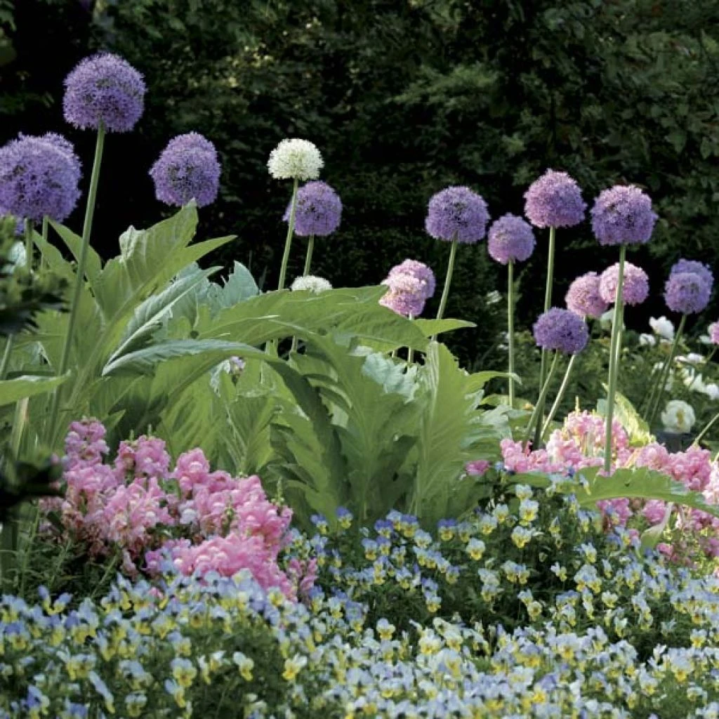 Collection Bubble Gum 1 Collection Bubble Gum