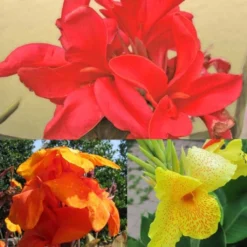 Collection De 3 Cannas