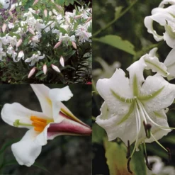 Collection Lis Blanc