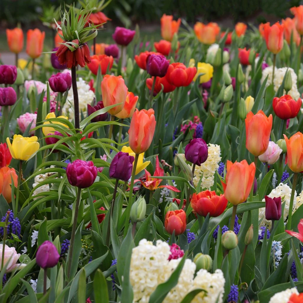 Collection Tapis D'Orient 1 Collection Tapis D'Orient