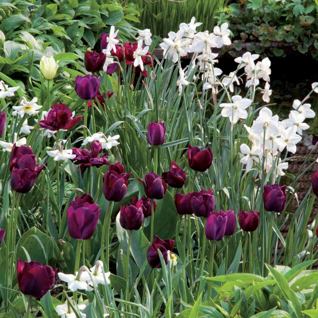 Collection Velours Et Satin 1 Collection Velours Et Satin