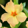 Dipladenia Diamantina Emerald Amber Star