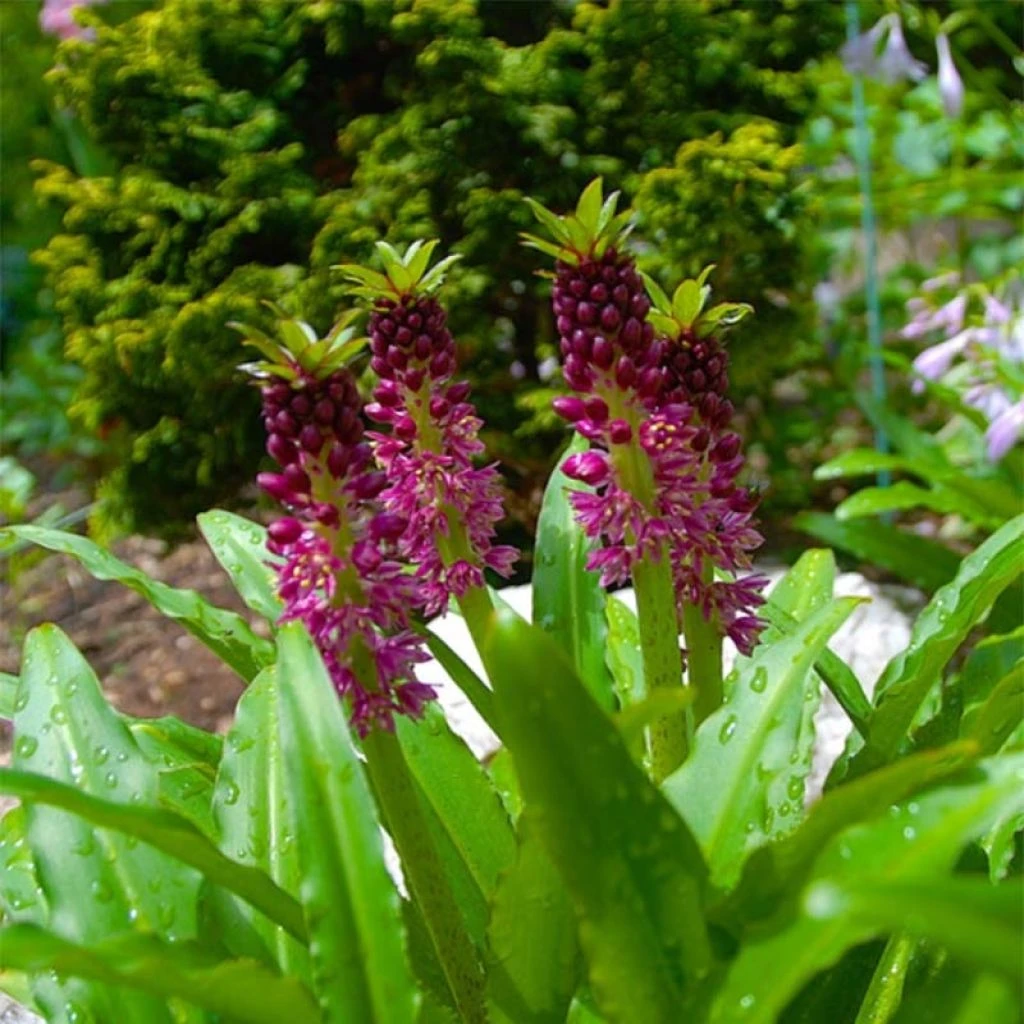 Eucomis Comosa Leia - Eucomide Rose 1 Eucomis Comosa Leia - Eucomide Rose