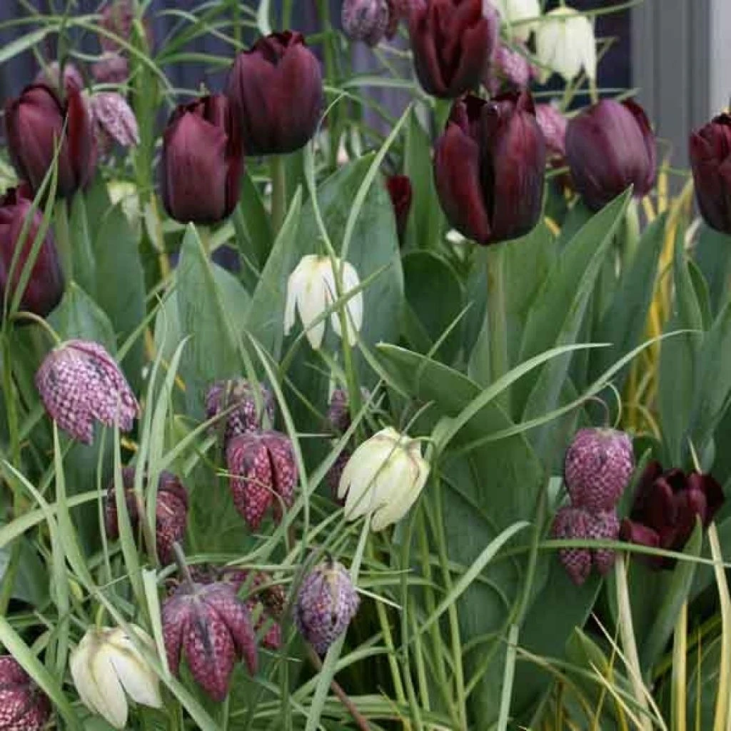 Composition Black And White 1 Composition Black And White