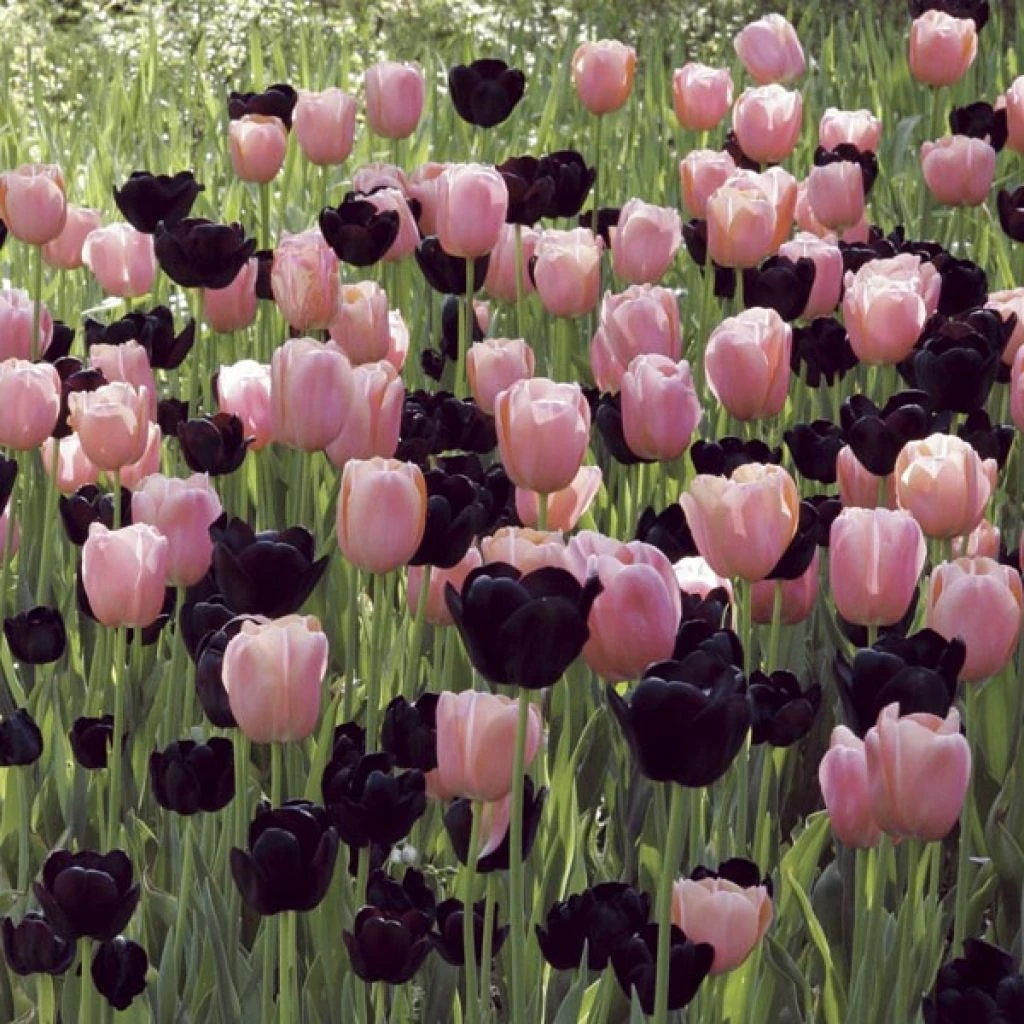 Harmonie Coucher De Soleil 1 Harmonie Coucher De Soleil