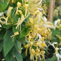 Chèvrefeuille - Lonicera Similis Var. Delavayi