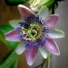 Passiflora Allardii - Fleur De La Passion