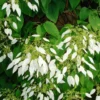 Schizophragma Integrifolia - Hydrangée à Feuilles Entières